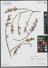 Foto von Salix viminalis L.